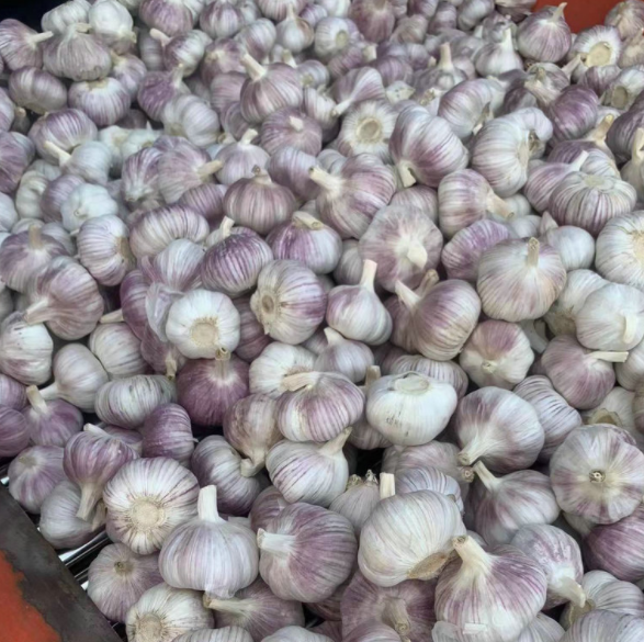 邳州大蒜批发商超供货产地批发干大蒜紫皮白皮蒜大蒜头精选品质图3