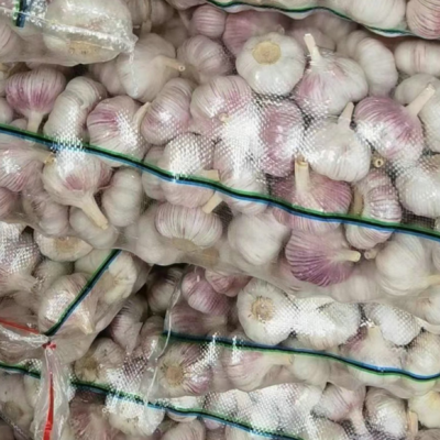 邳州大蒜批发商超供货产地批发干大蒜紫皮白皮蒜大蒜头精选品质