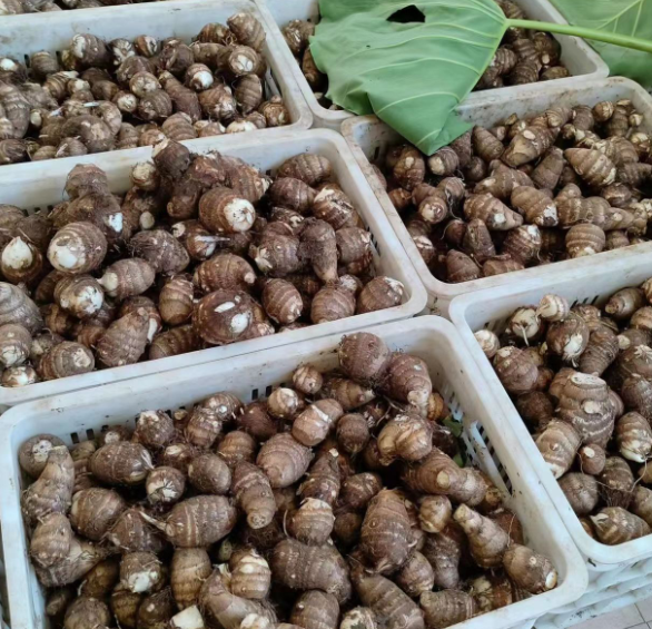 山东芋头一件代发农家毛芋头牛奶小香芋5斤精选中大果粉糯包邮图3
