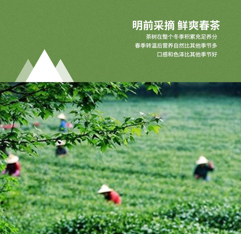 绿茶
