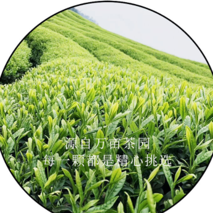 2022年产地直供新茶松阳香茶白茶烘青 浙江炒青绿茶茶叶散装批发图2