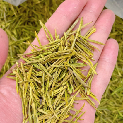 2022年产地直供明前优选黄金芽 浙江绿茶白茶茶叶现货散装批发图3
