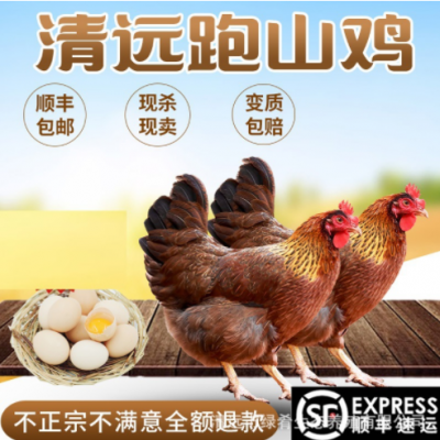 【绿肴乐】广东清远鸡农家散养210天土鸡老生整鸡老母白切走地鸡