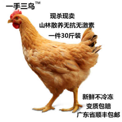 光鸡三黄鸡清远鸡烧鸡直供餐厅酒店饭堂商超新鲜现杀批发可斩块