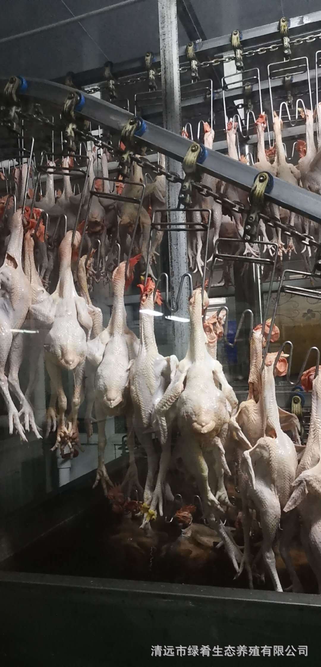 屠宰厂招聘照片1