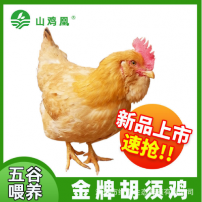 胡须鸡鸡肉1kg正宗土鸡农家散养走地鸡180天草鸡新鲜现杀生鲜食品