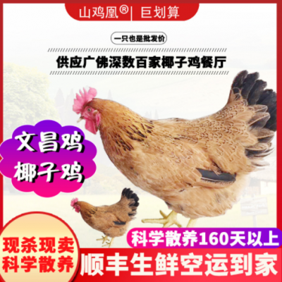 【山鸡凰】文昌鸡海南农家散养椰子鸡新鲜整鸡走地鸡土鲜鸡肉批发