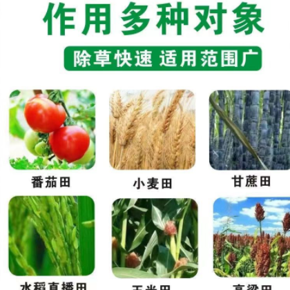 75%氯吡嘧磺隆 玉米小麦高粱甘蔗草坪专杀香附子除草剂2.5克/袋图3
