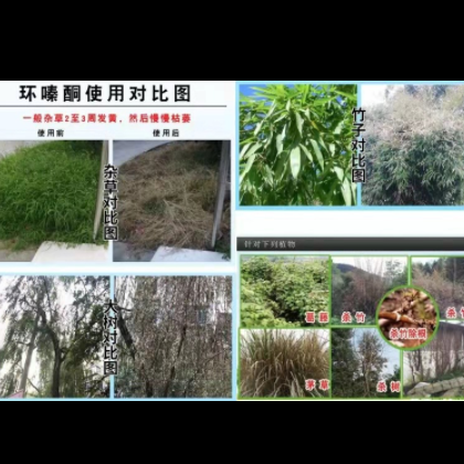 75%环嗪酮除草剂 除灌木杀竹子杀大树开荒铁路除草剂50克图3