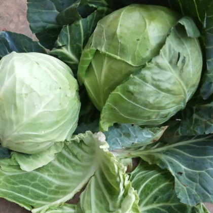 10斤包邮 云南新鲜蔬菜包菜卷心菜莲花白圆包菜绿甘蓝包心菜泡菜图2