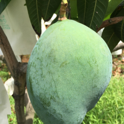 攀枝花凯特芒芒果10斤新鲜现摘大芒果应当季水果热带芒果整箱包邮图2