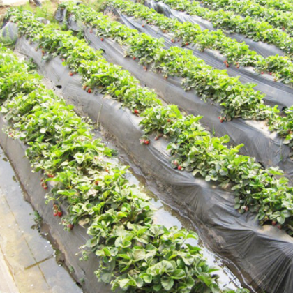 农用地膜大棚种植除草膜 反光膜黑白PE膜 农用银灰膜除草双色地膜图3