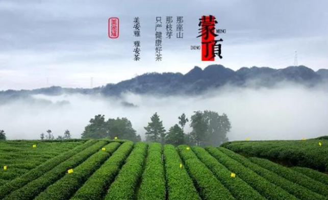 蒙顶山茶加盟图2