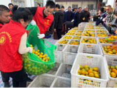 歙县新溪口乡：柑橘飘香 果农增收