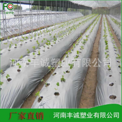 供应种植秋葵辣椒用银黑双色打孔地膜大棚蔬菜用打孔地膜