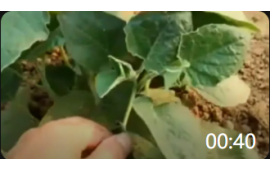 00:40 蔬菜种植，姑娘果要这么管理才能结出更多果实，你学会了吗