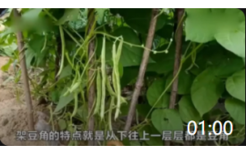 01:00 蔬菜种植，架豆角成熟，这样管理才会收了一茬又一茬，一起看看吧